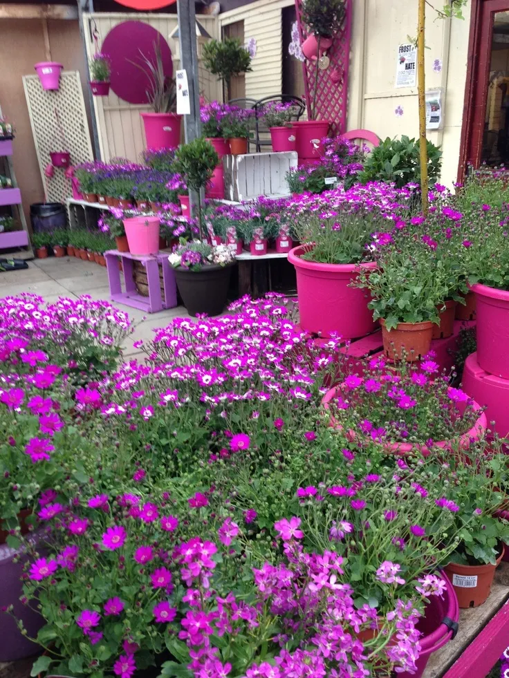 Garden Center Display Ideas - Color-Blocked Plant Displays