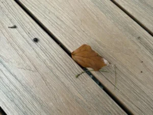 how much gap between deck boards