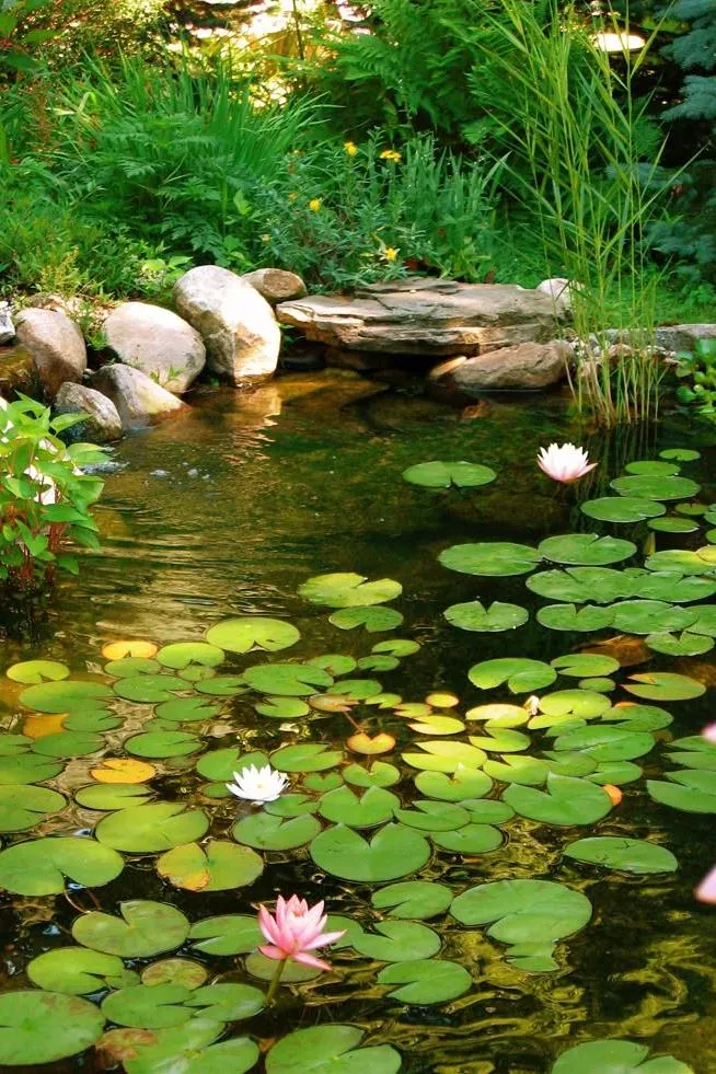 Garden Pond Ideas - Lily Pad Oasis