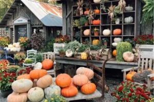 garden center seasonal pumpkin event