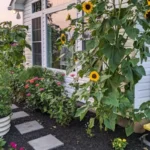 how to hide an unsightly area in garden