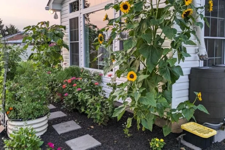 hide an unsightly area in garden with tall plants