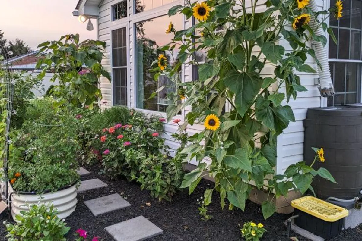 hide an unsightly area in garden with tall plants