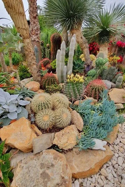 Cactus Garden Ideas - Mixed Desert Landscape