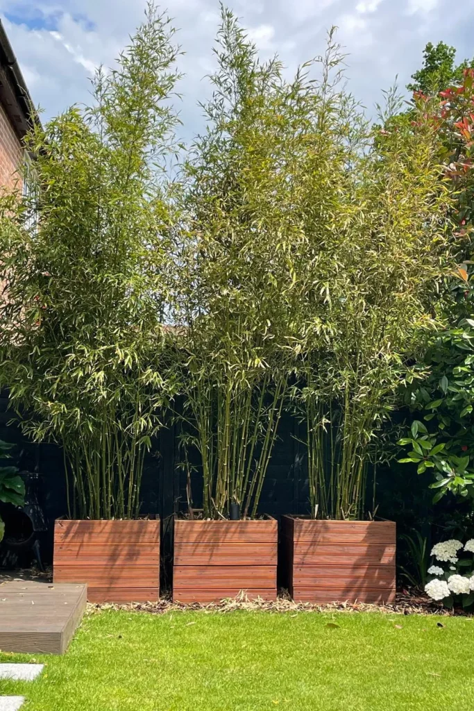 Tall Plants or Shrubs for Natural Screening