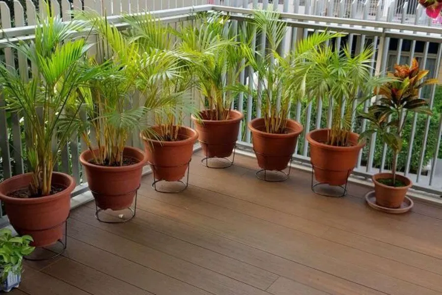 How to Clean Apartment Balcony-tackle balcony plants