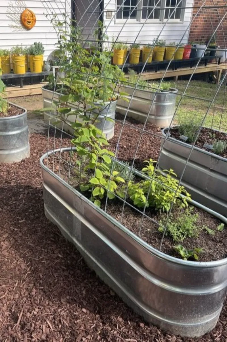 a raised bed garden built with galvanized metal stock tanks